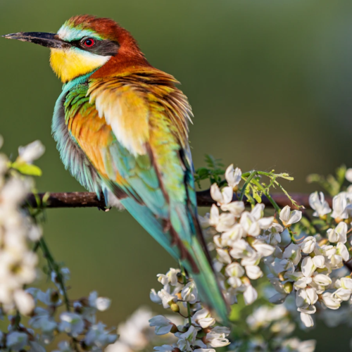 Adobe Stock Foto eines Vogels im Flug vor einer modernen Glasfassade – Symbol für Vogelschutz, Nachhaltigkeit und das Zusammenspiel von Natur und Architektur.